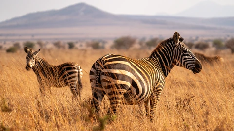 环顾四周的斑马